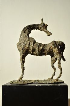 Cavallo arabo, 2014